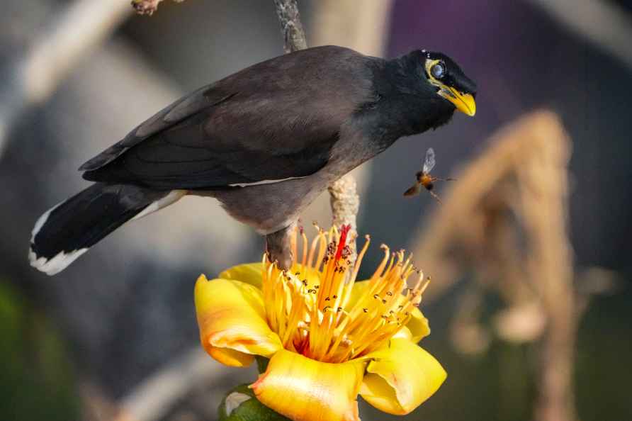 Weather standalone: Yellow-silk tree flower