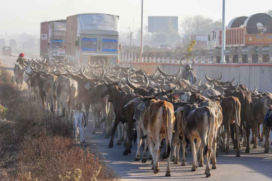 Nomadic shepherd with his herd of cows