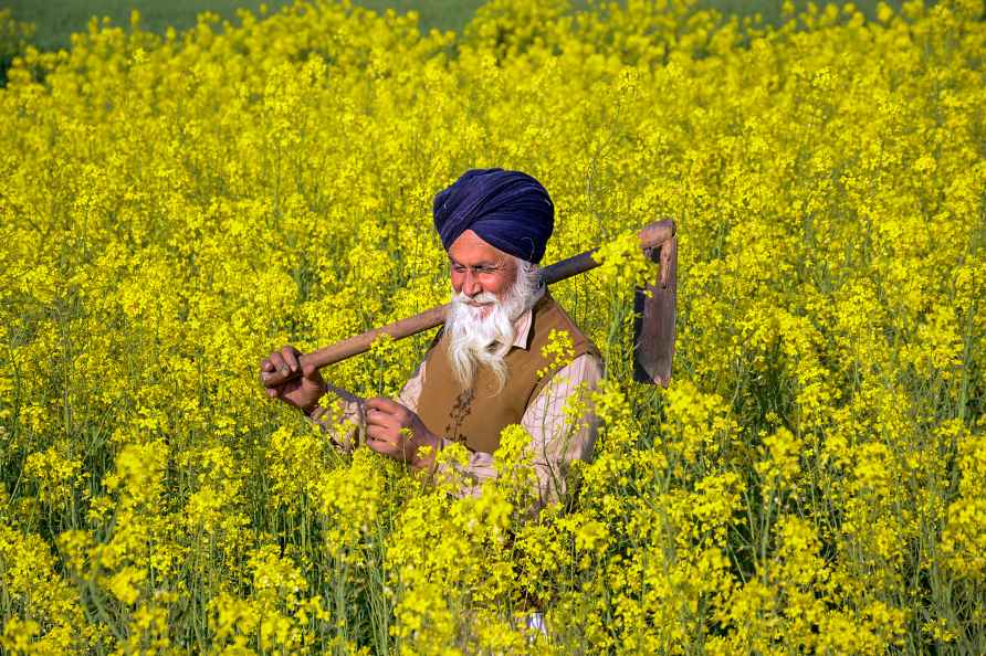 Agriculture: Farmer in mustard filed