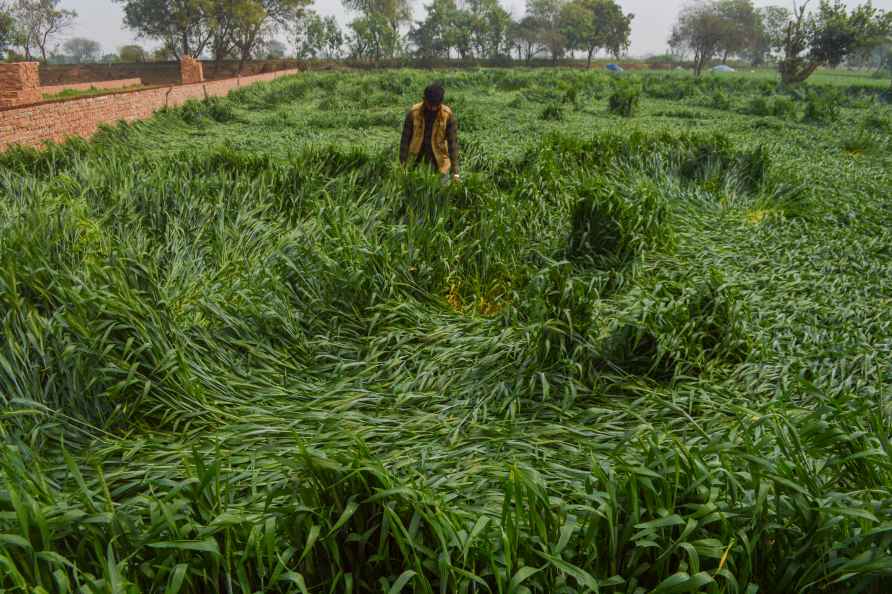 Weather: Storm in Agra