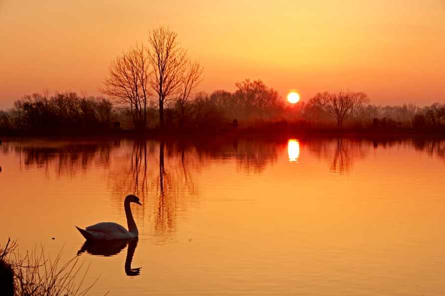 A swan swims in the morning sunlight