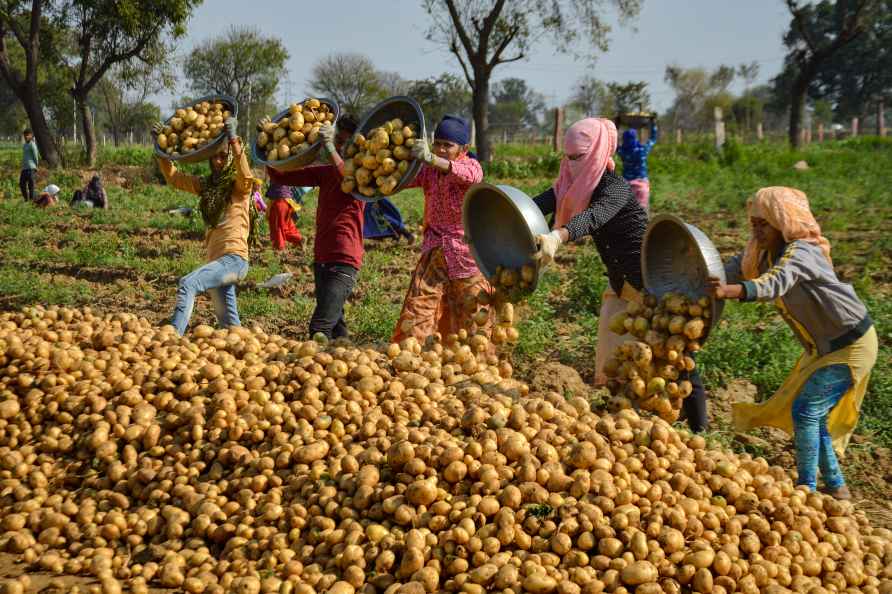 Agriculture: Potato harvesting in Agra