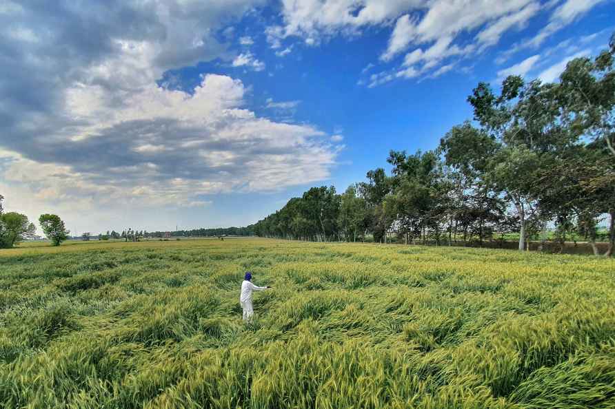 Wheat crop damaged in Punjab after rain