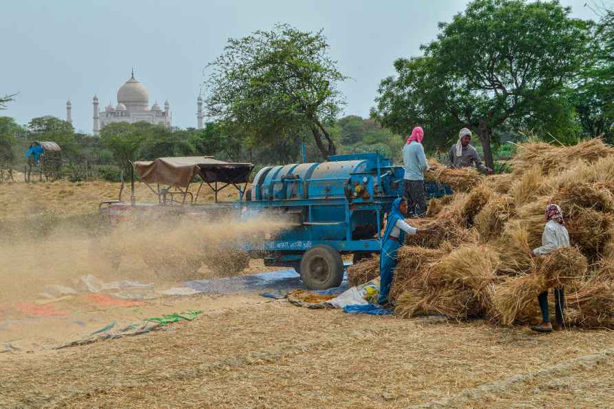 Wheat production in Agra village