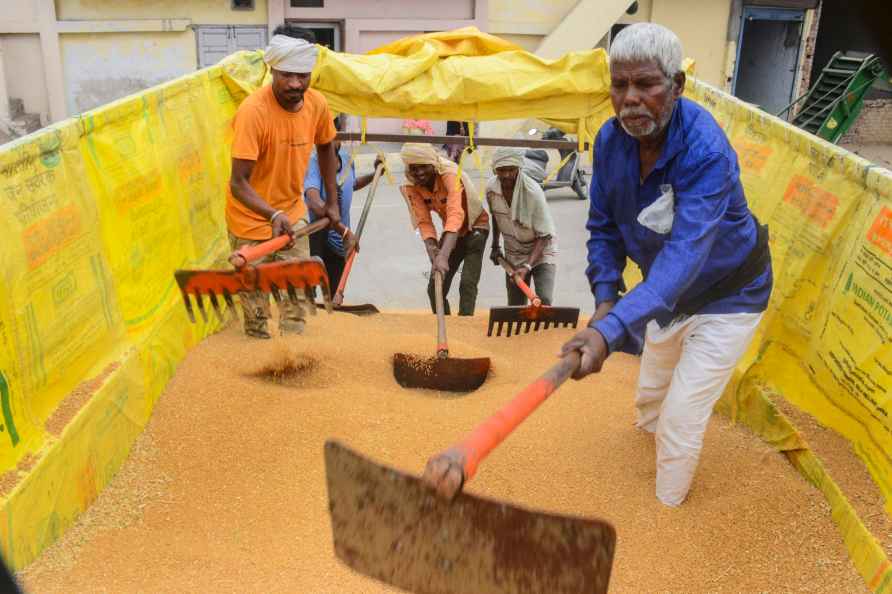 Agriculture: Unloading of wheat grain