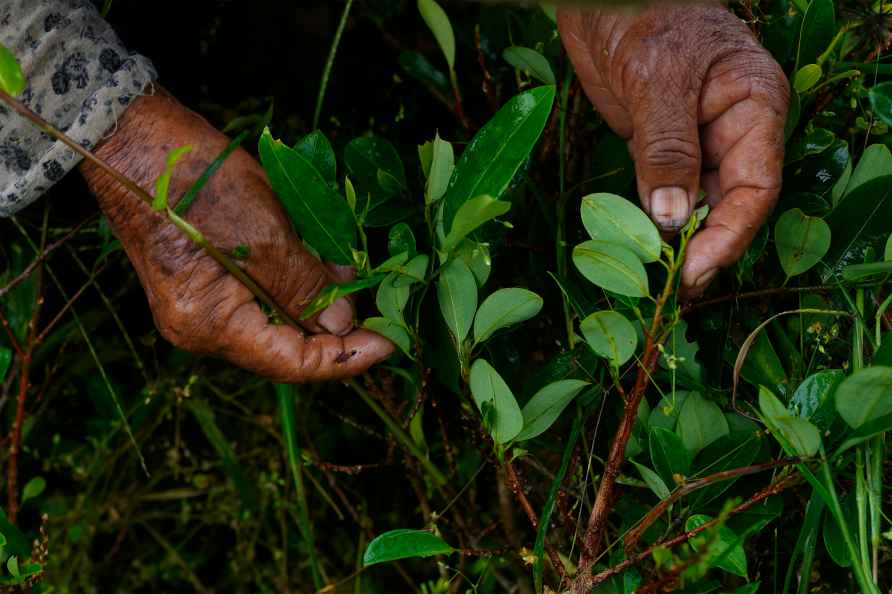 Coca leaves harvesting