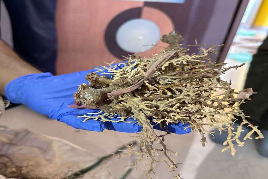 DRI seizes lizard hemipenes, soft corals