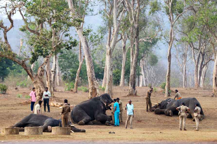 Blood sample of elephants in Mudumalai National Park