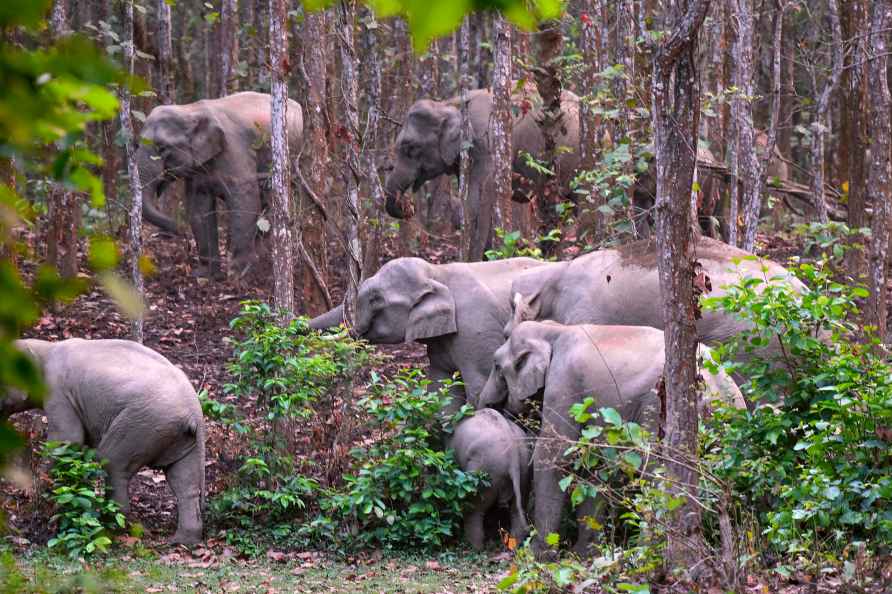 Herd of elephants in Assam