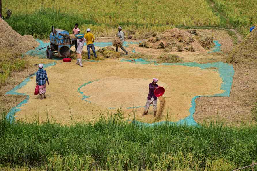 Paddy harvest season in Morigaon