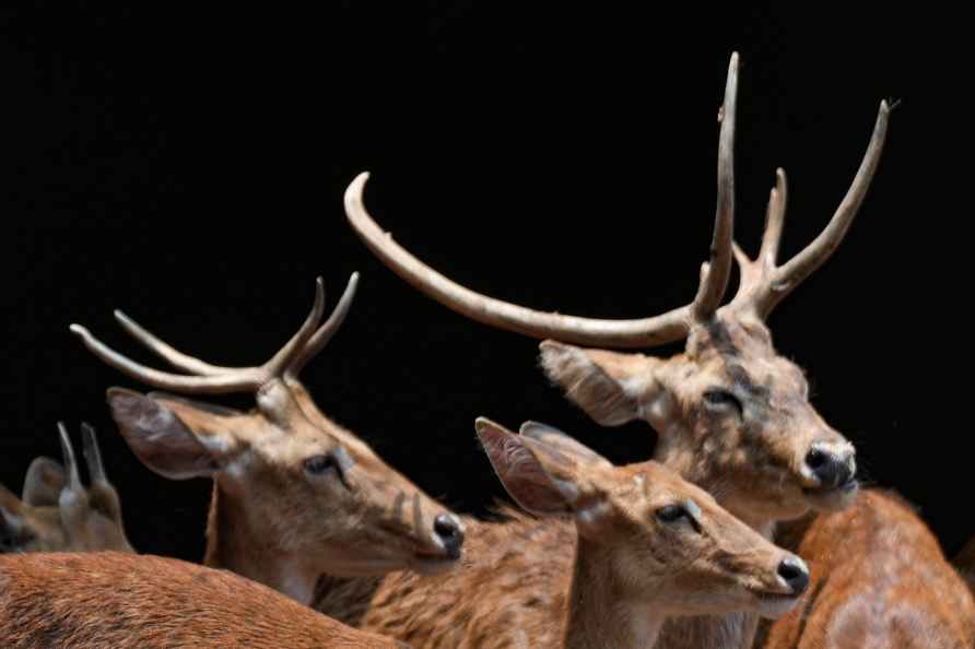 Deers at zoo in Guwahati