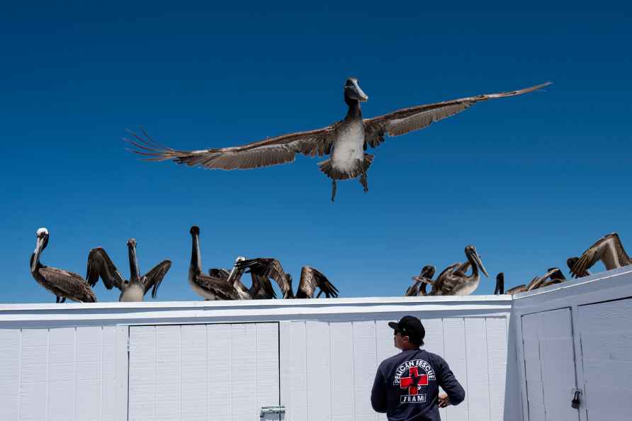 Pelicans rests on a storage shed on the Newport Beach pier