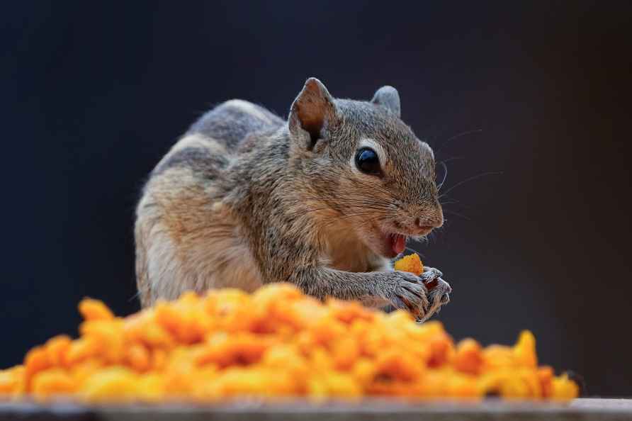 Standalone: Squirrel eats corn