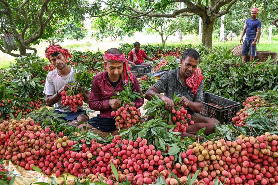 Harvesting of litchi in Nadia