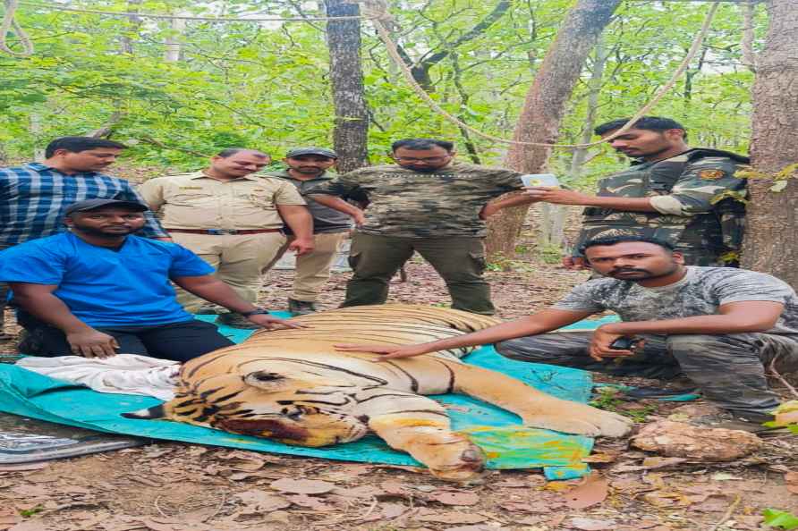 Tiger rescued in Pench Tiger Reserve