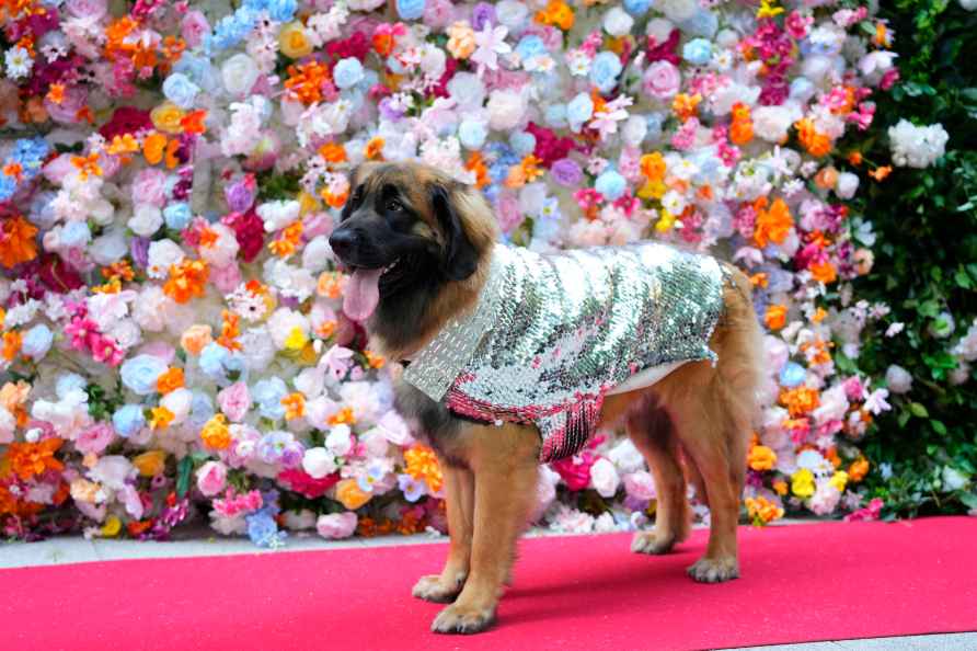 Pet Gala fashion show at AKC Museum of The Dog