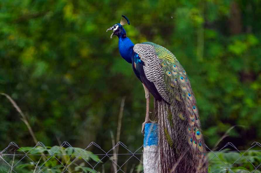 Standalone: A peacock in Thanjavur