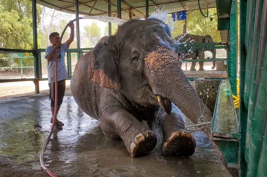 Weather: Elephant on a hot day