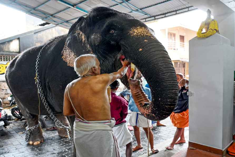 Elephant at Murukan temple