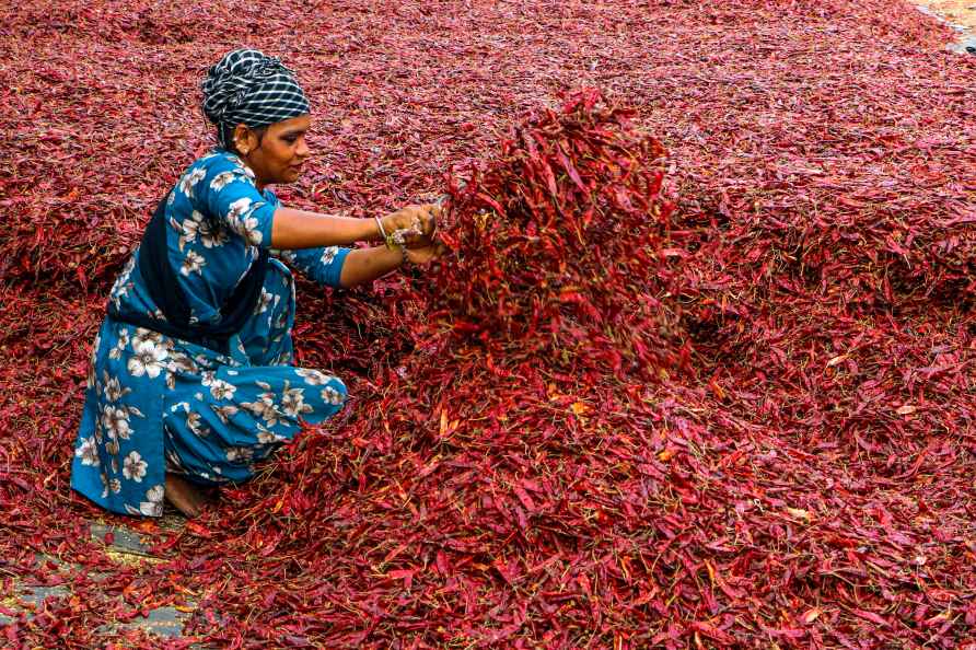 Labourer dries chilies on a hot summer day