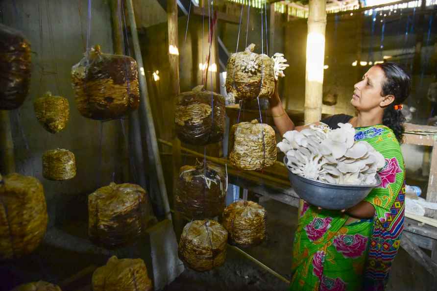 Mushroom cultivation