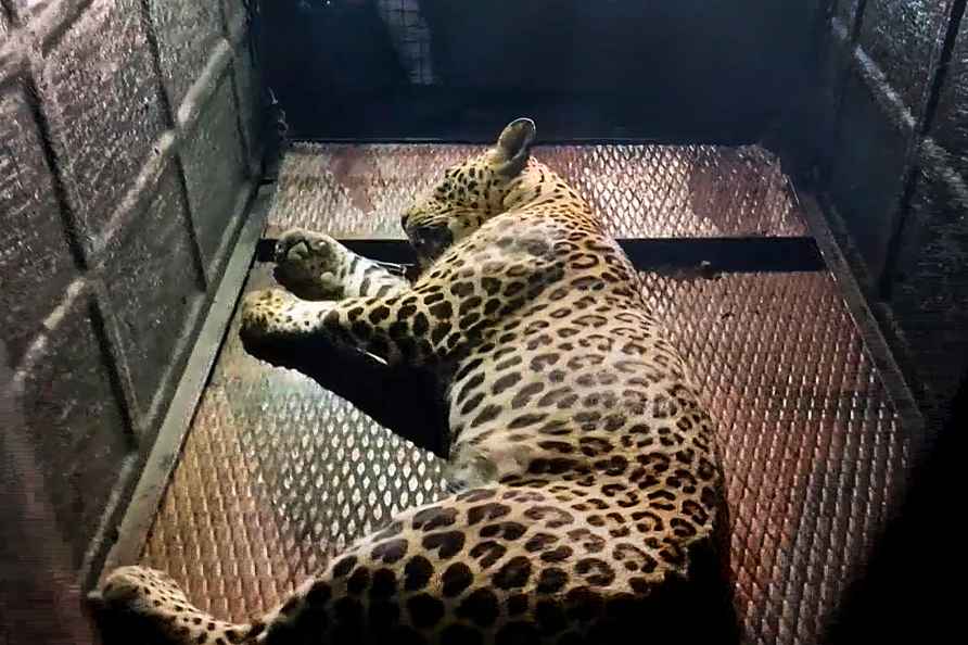 Leopard which strayed into school captured