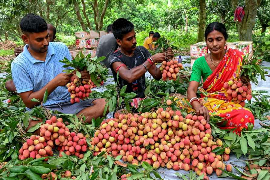 Harvesting of litchis in Nadia