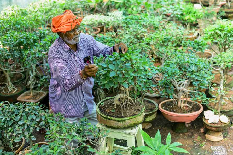 Farmer creates mini forest at terrace