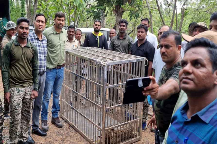 Leopard captured in Gondia