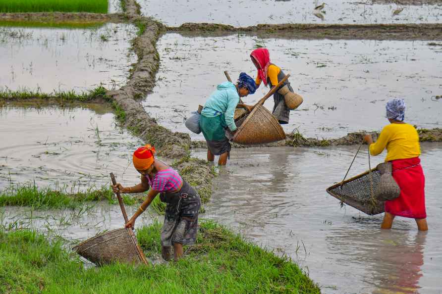 Fishing in a paddy field in Assam