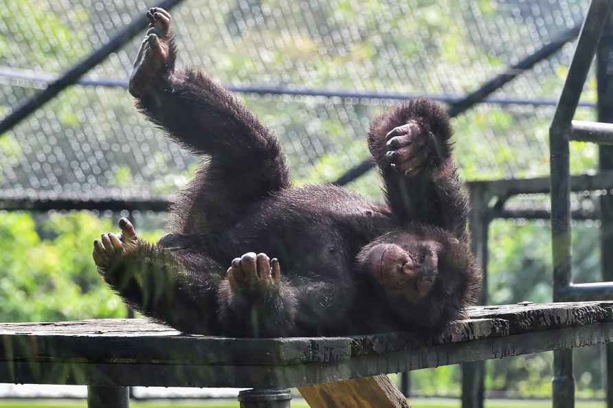 Standalone: Chimpanzee at Alipore zoo