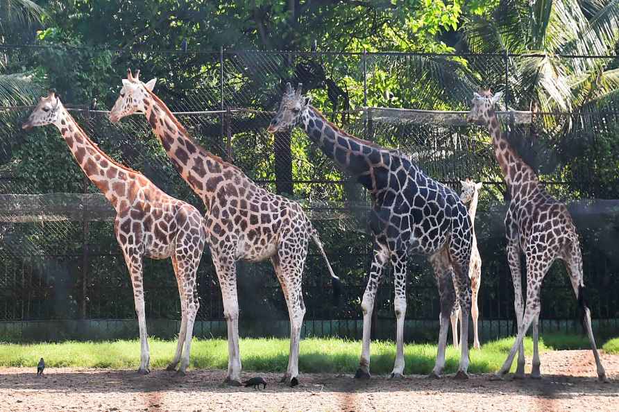 Standalone: Giraffes at Alipore zoo