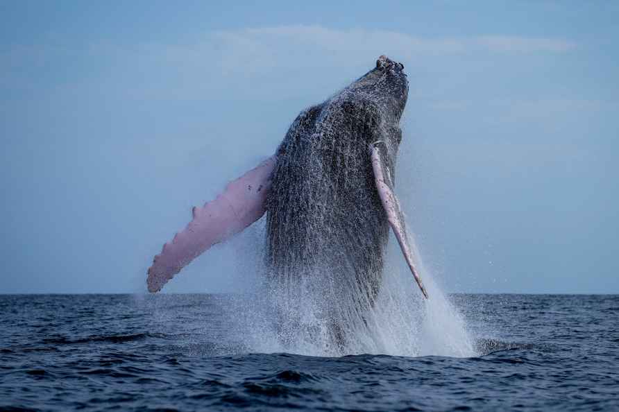 A humpback whale breaches off near Iguana island in Pedasi, Panama...