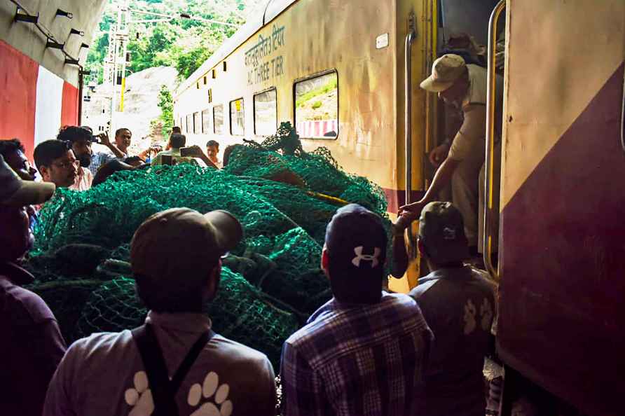 Tiger cubs rescued after train accident in MP