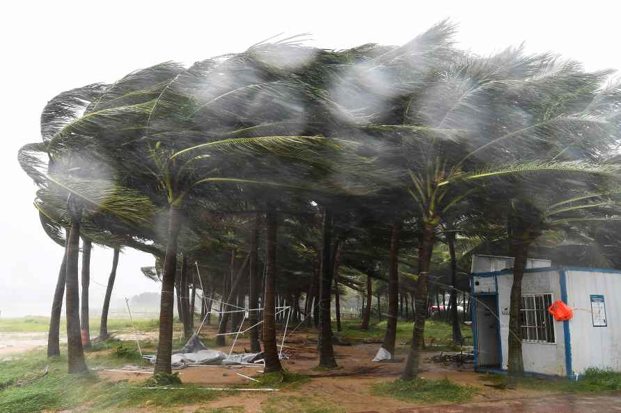 Coconut trees hit by typhoon Yagi