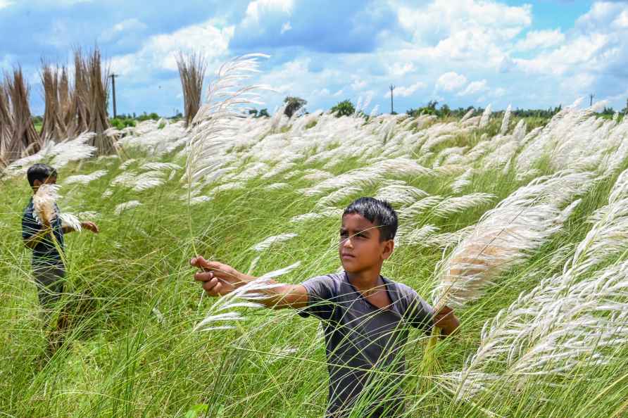 Boys pluck 'kaash' flowers in Nadia