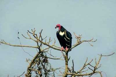 Rare vulture species sighted at Dudhwa National Park